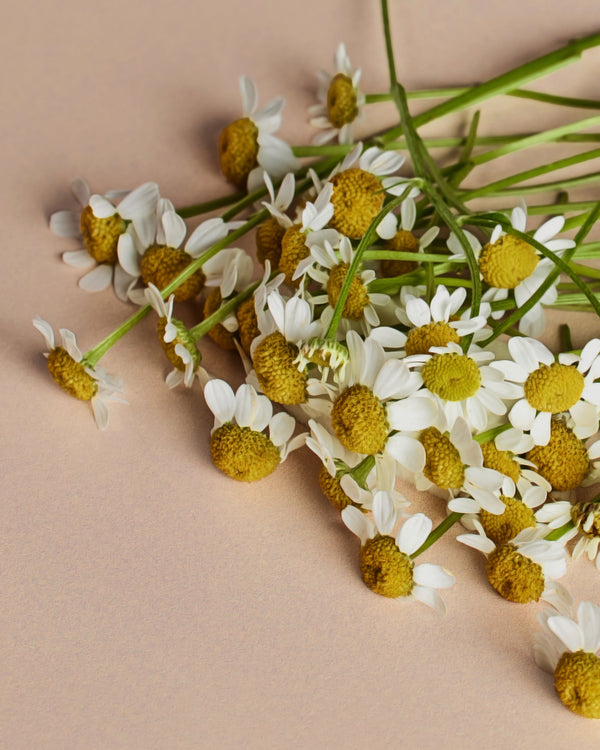 Why Is My Branch Basics Concentrate A Different Color? + FAQs