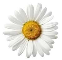 White flower with a yellow center